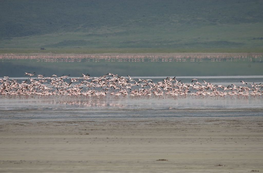 Lac Manyara
