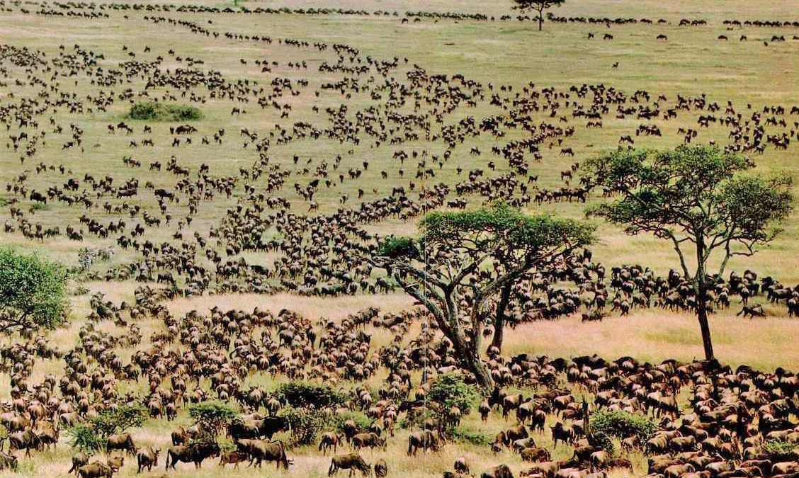 Safari program in Tanzania
