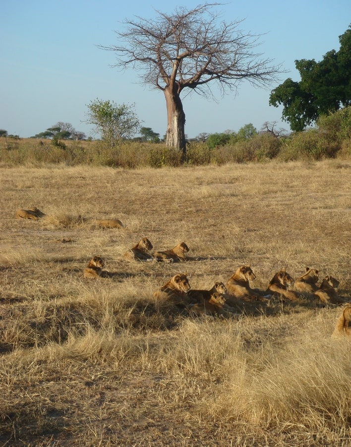 Destination reve safaris | Safari Tanzanie | Voyage Tanzania | Trek Kilimanjaro