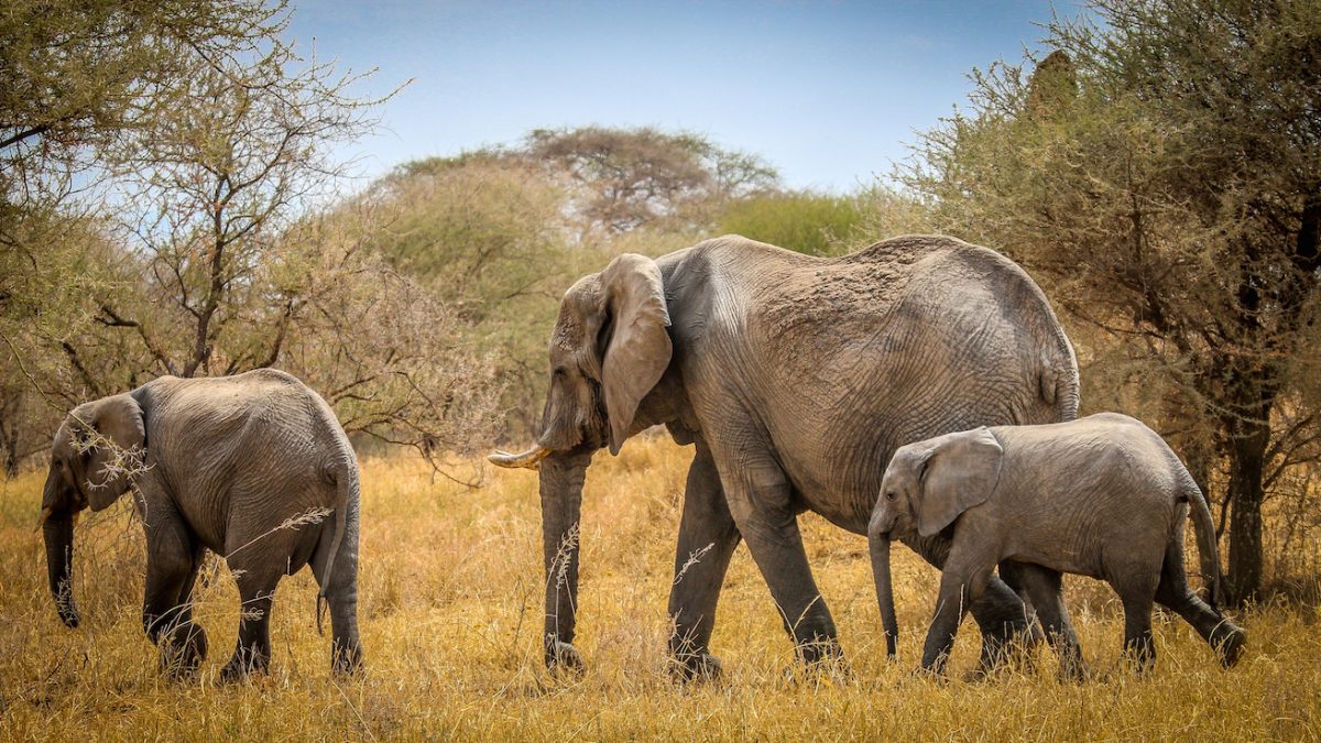 Safari program in Tanzania