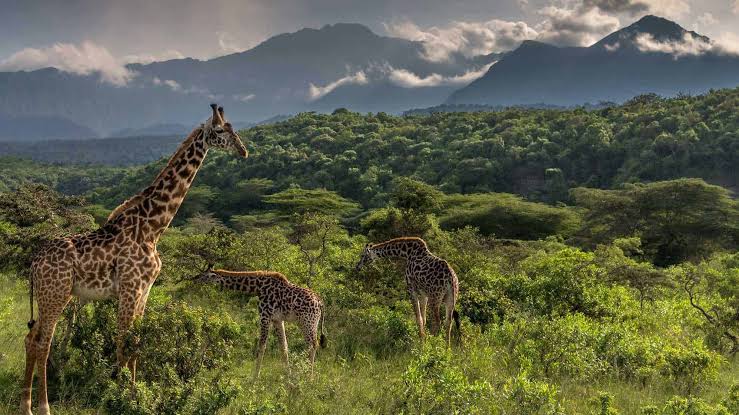 Safari a pied