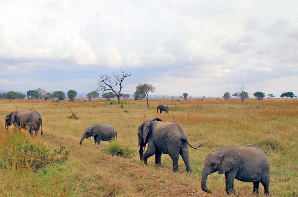 Safari program in Tanzania