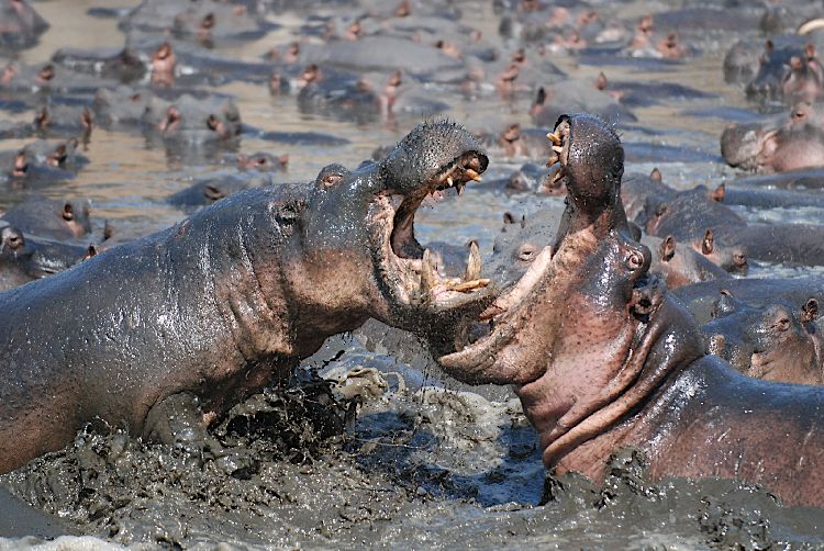 Hippopotames
