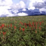 Fleurs sauvages