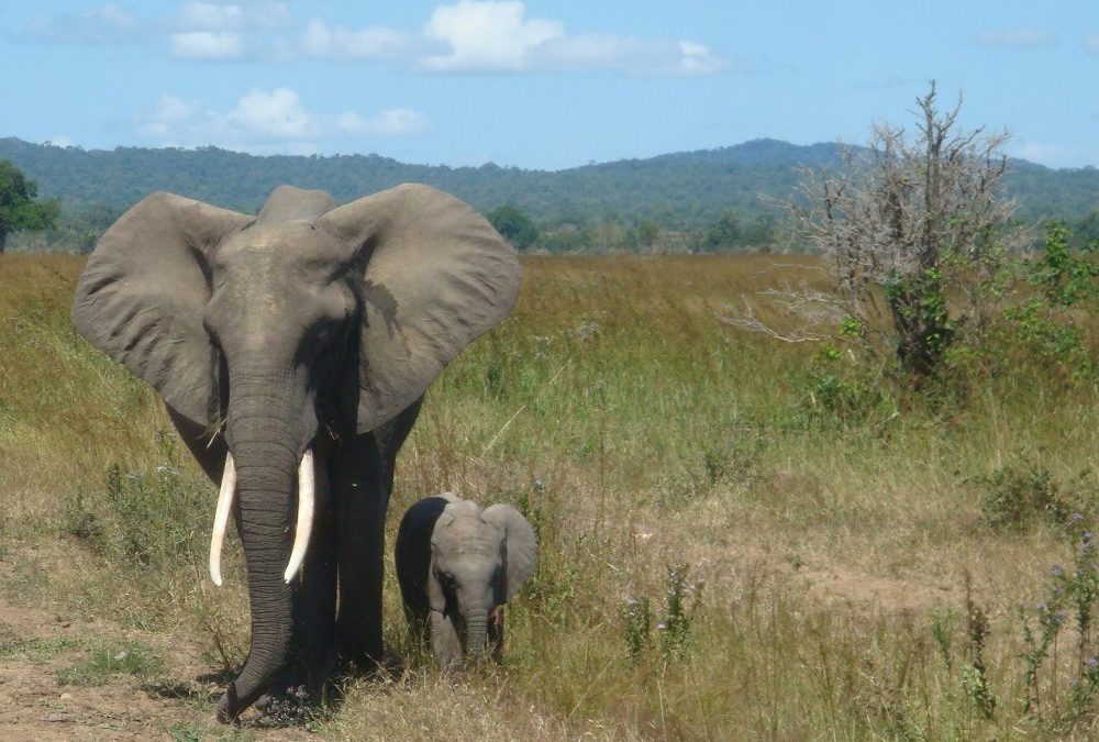 Safari program in Tanzania