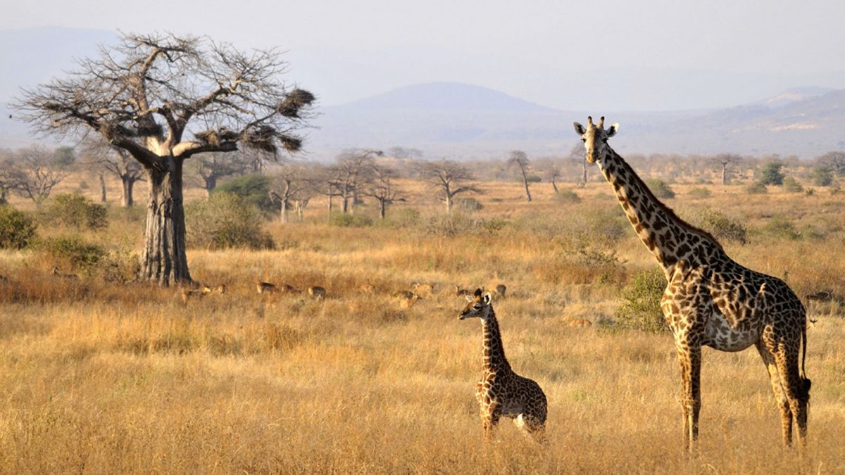 Safari program in Tanzania